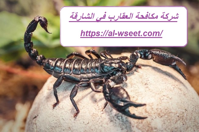 شركة مكافحة العقارب في الشارقة