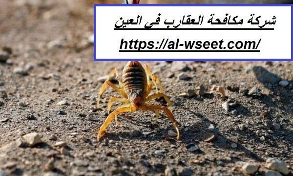 شركة مكافحة العقارب في العين