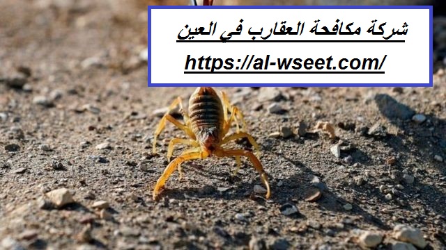 شركة مكافحة العقارب في العين