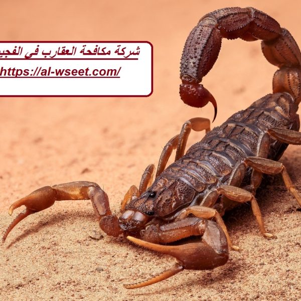 شركة مكافحة العقارب في الفجيرة