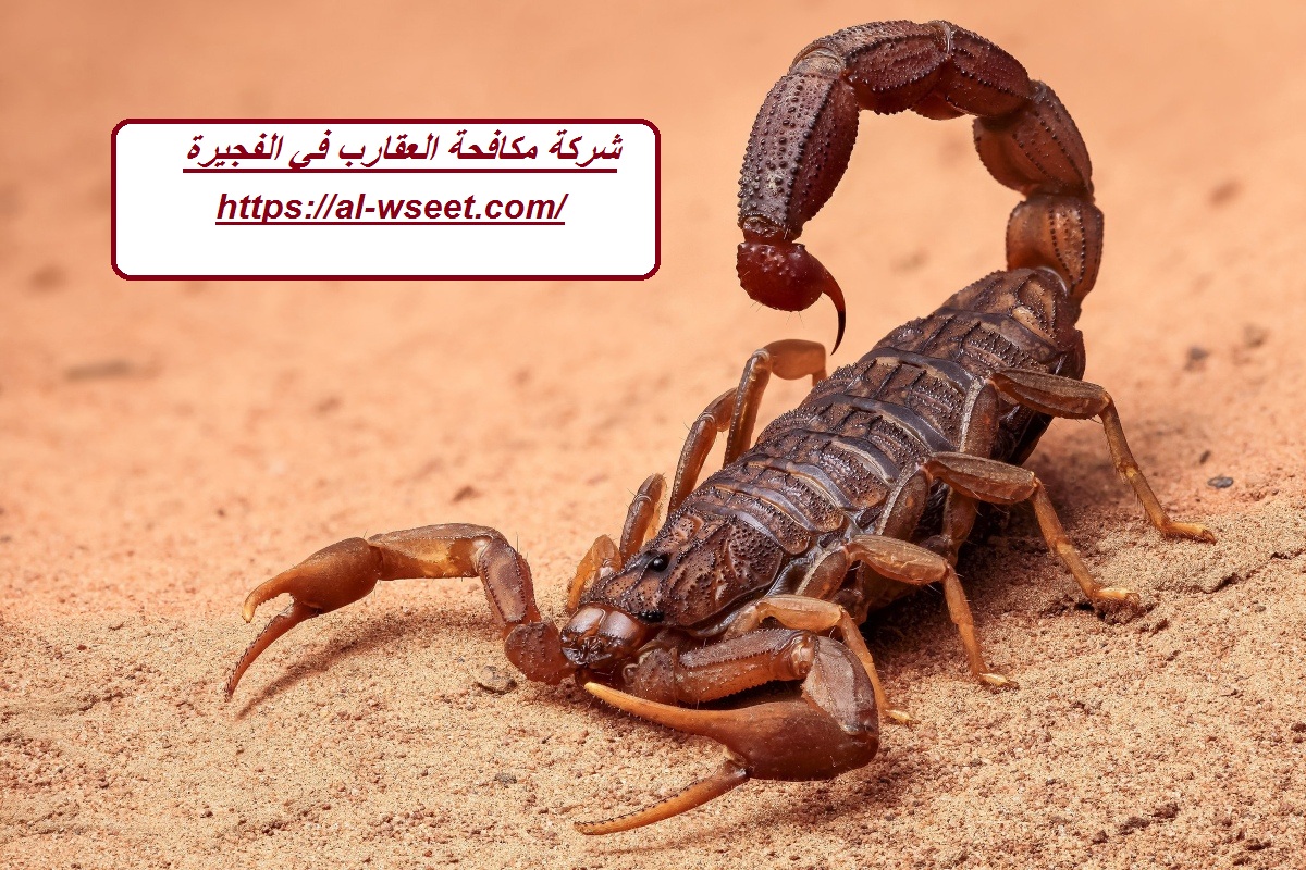 شركة مكافحة العقارب في الفجيرة