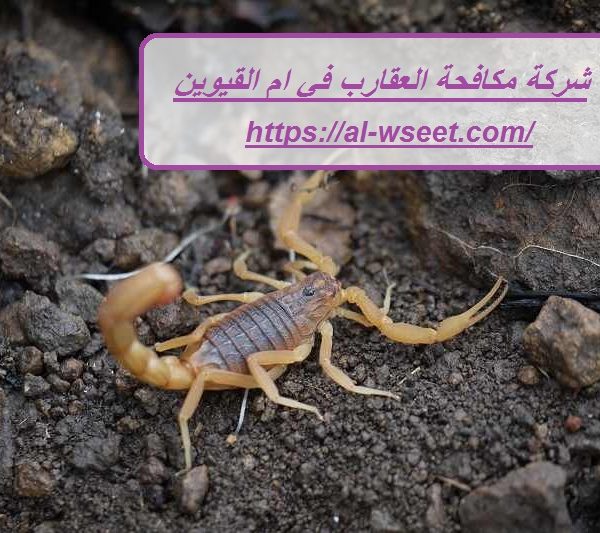شركة مكافحة العقارب في ام القيوين