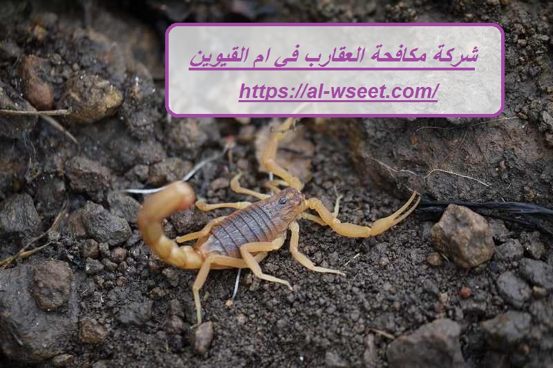 شركة مكافحة العقارب في ام القيوين