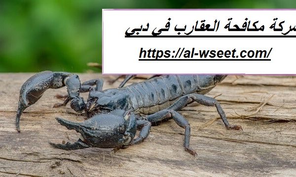 شركة مكافحة العقارب في دبي