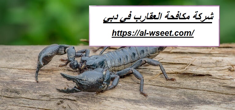 شركة مكافحة العقارب في دبي