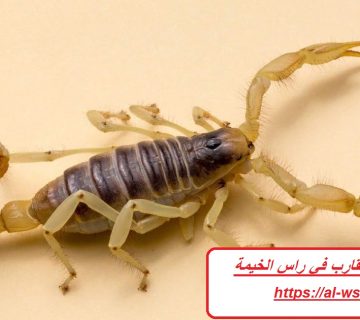 شركة مكافحة العقارب في راس الخيمة