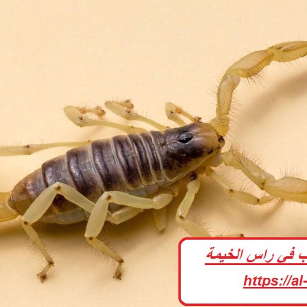 شركة مكافحة العقارب في راس الخيمة