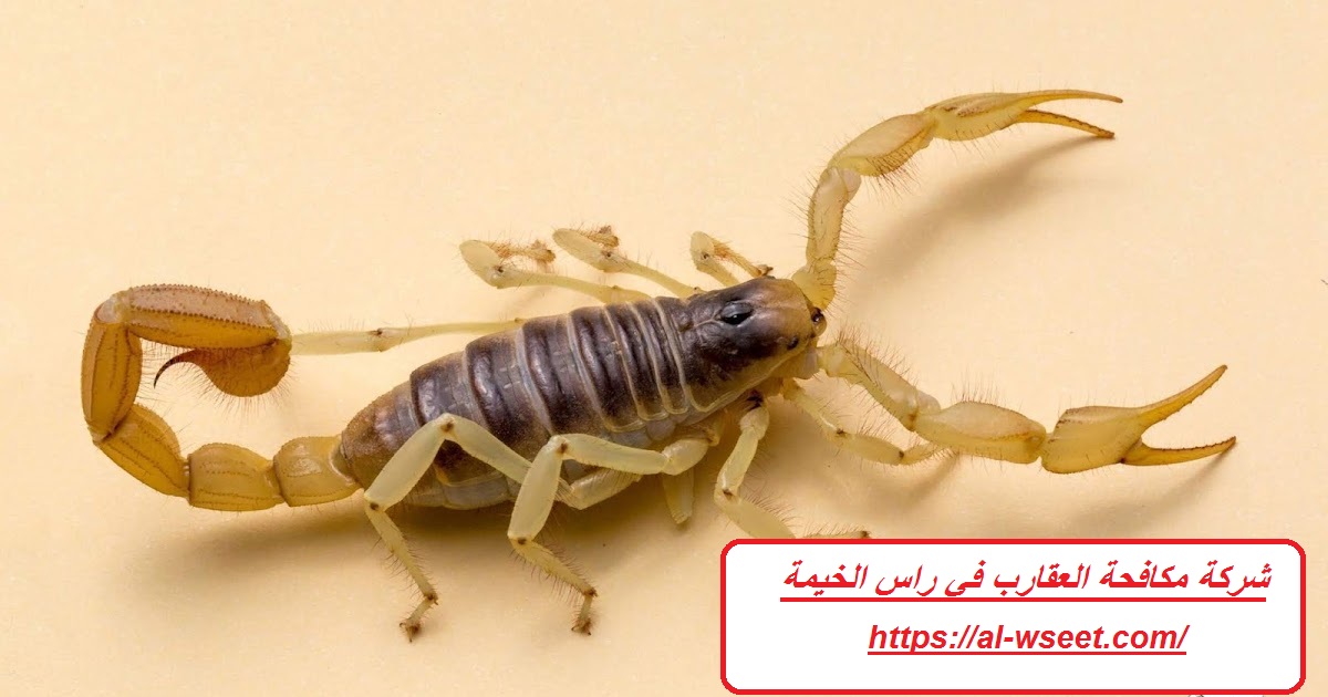 شركة مكافحة العقارب في راس الخيمة