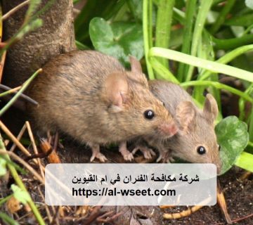 شركة مكافحة الفئران في ام القيوين