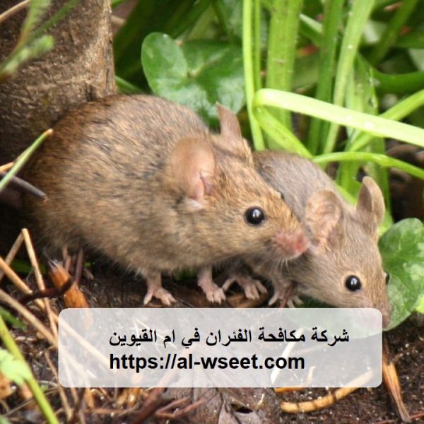 شركة مكافحة الفئران في ام القيوين