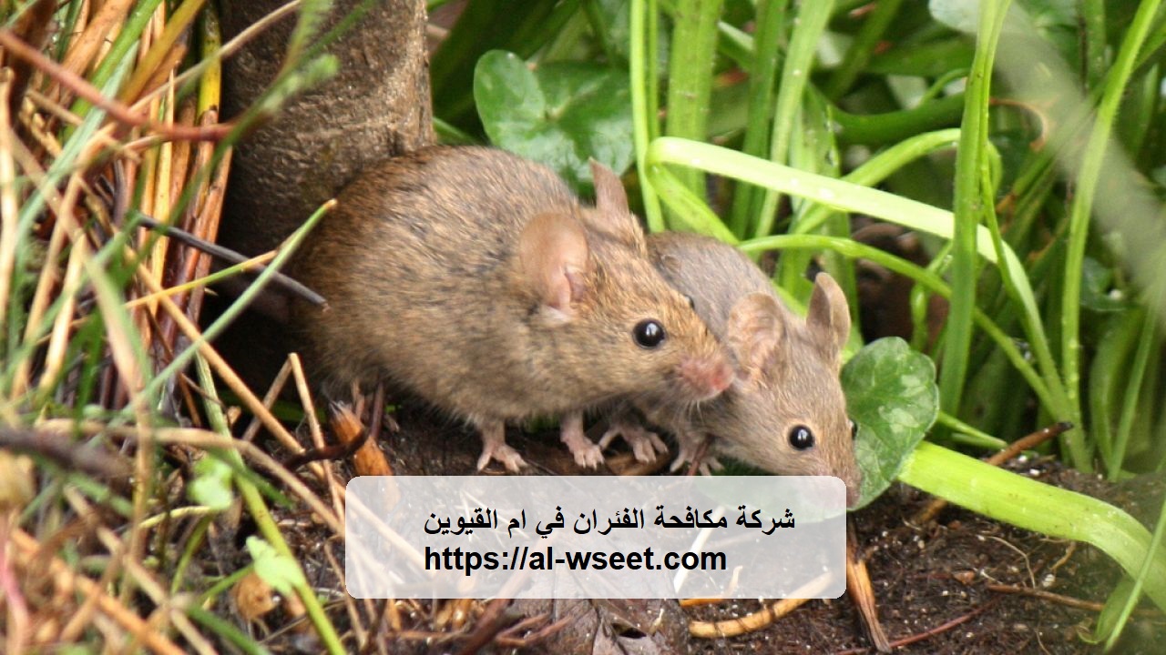 شركة مكافحة الفئران في ام القيوين
