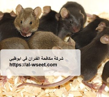 شركة مكافحة الفئران في ابوظبي
