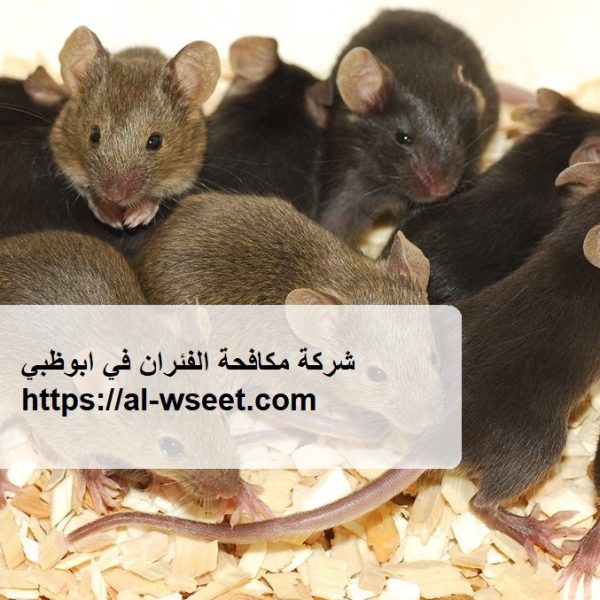 شركة مكافحة الفئران في ابوظبي