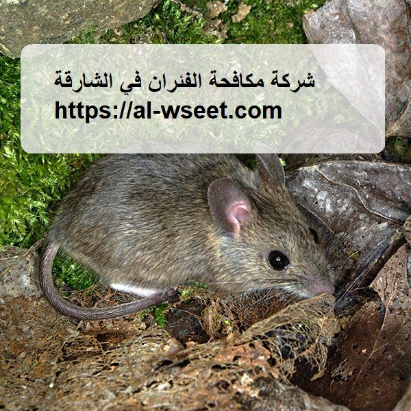 ركة مكافحة الفئران في الشارقة