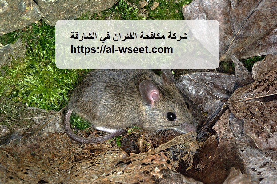 ركة مكافحة الفئران في الشارقة