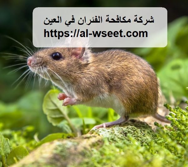 شركة مكافحة الفئران في العين