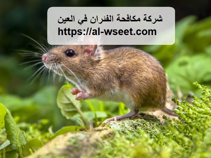 شركة مكافحة الفئران في العين