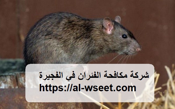 شركة مكافحة الفئران في الفجيرة