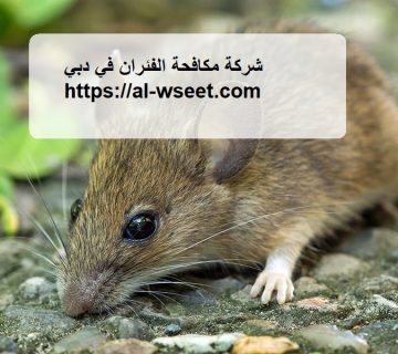 شركة مكافحة الفئران في دبي