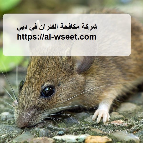 شركة مكافحة الفئران في دبي