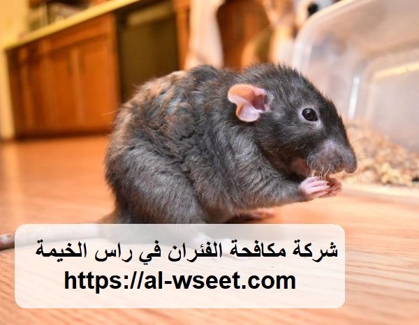 شركة مكافحة الفئران في راس الخيمة