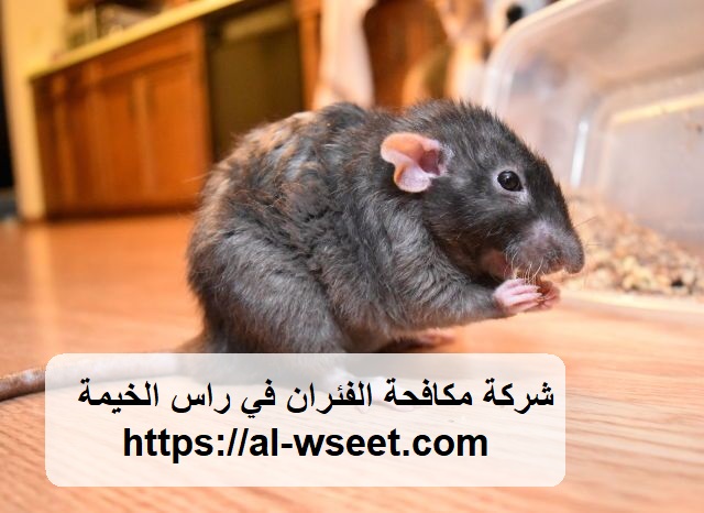 شركة مكافحة الفئران في راس الخيمة