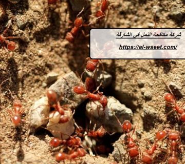 شركة مكافحة النمل في الشارقة