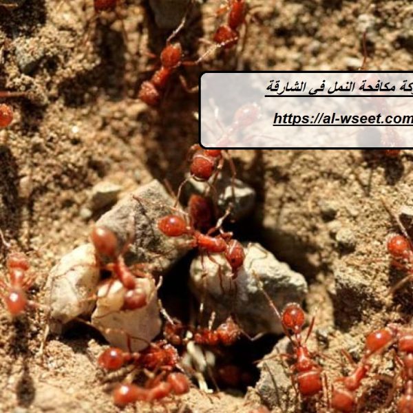 شركة مكافحة النمل في الشارقة