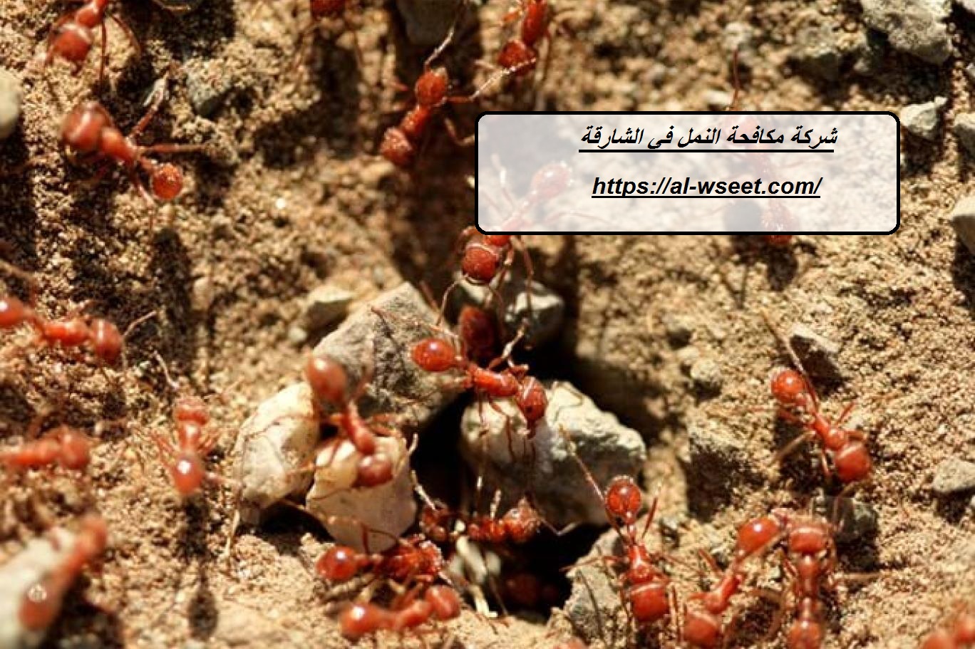 شركة مكافحة النمل في الشارقة