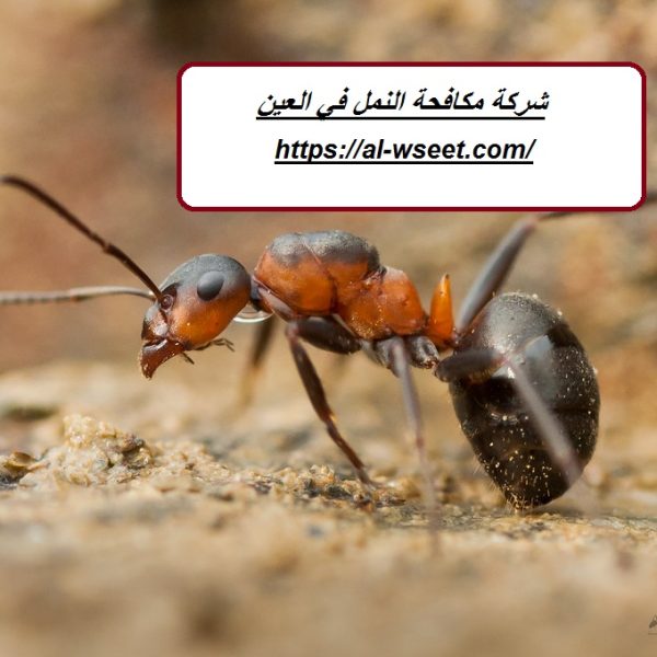 شركة مكافحة النمل في العين