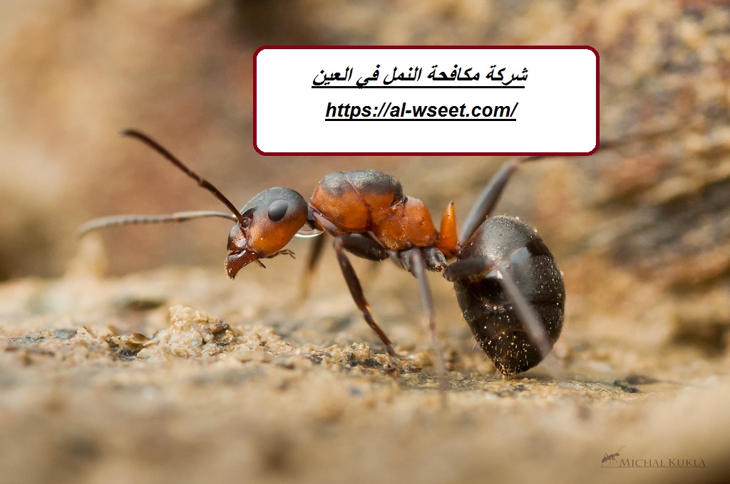 شركة مكافحة النمل في العين