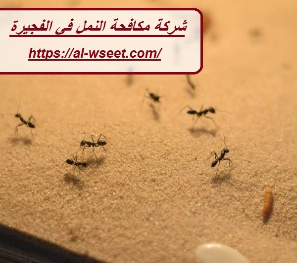 شركة مكافحة النمل في الفجيرة