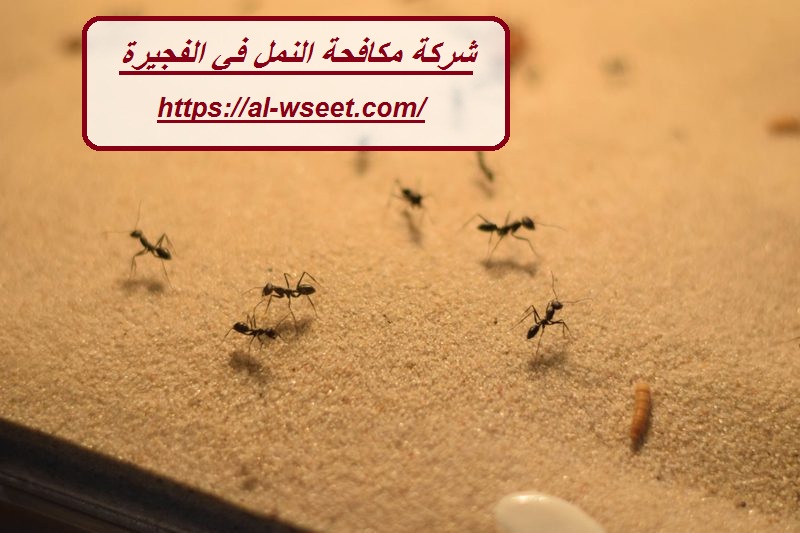 شركة مكافحة النمل في الفجيرة