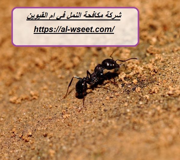 شركة مكافحة النمل في ام القيوين