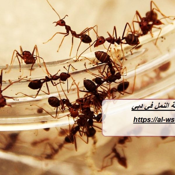 شركة مكافحة النمل في دبي