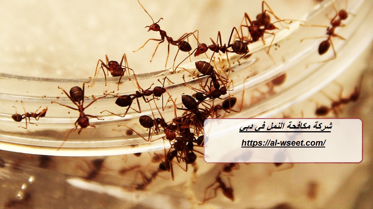 شركة مكافحة النمل في دبي