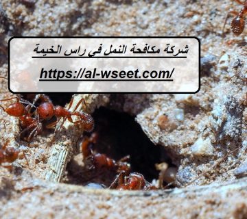 شركة مكافحة النمل في راس الخيمة