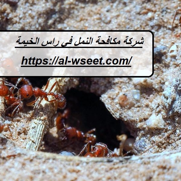 شركة مكافحة النمل في راس الخيمة