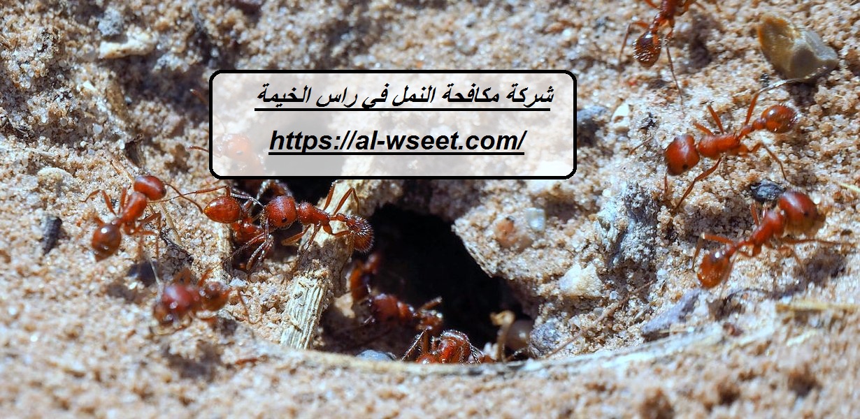 شركة مكافحة النمل في راس الخيمة