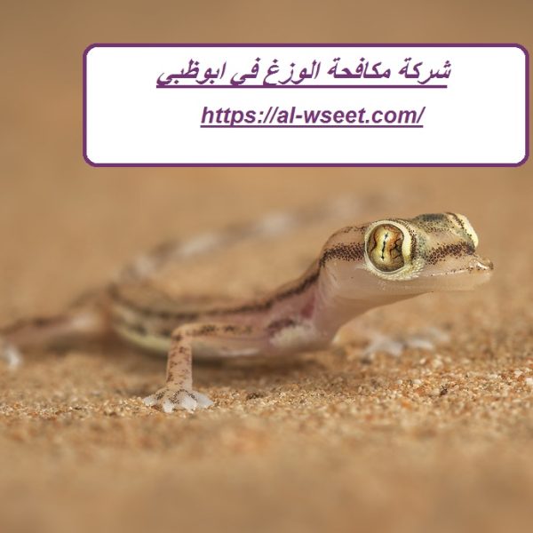 شركة مكافحة الوزغ في ابوظبي