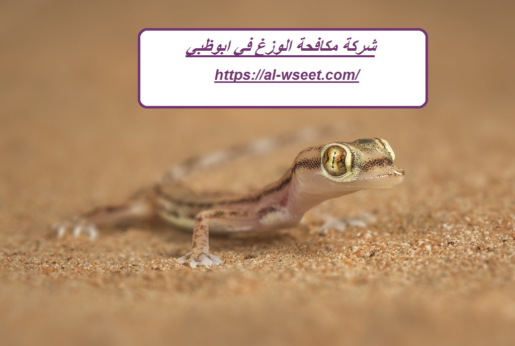 شركة مكافحة الوزغ في ابوظبي