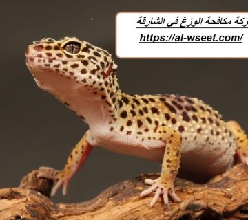 شركة مكافحة الوزغ في الشارقة