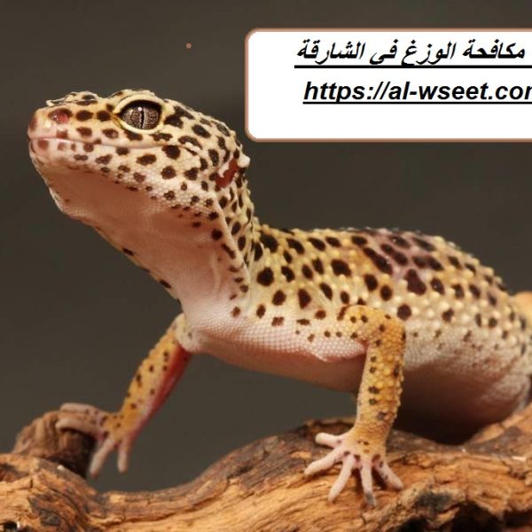 شركة مكافحة الوزغ في الشارقة