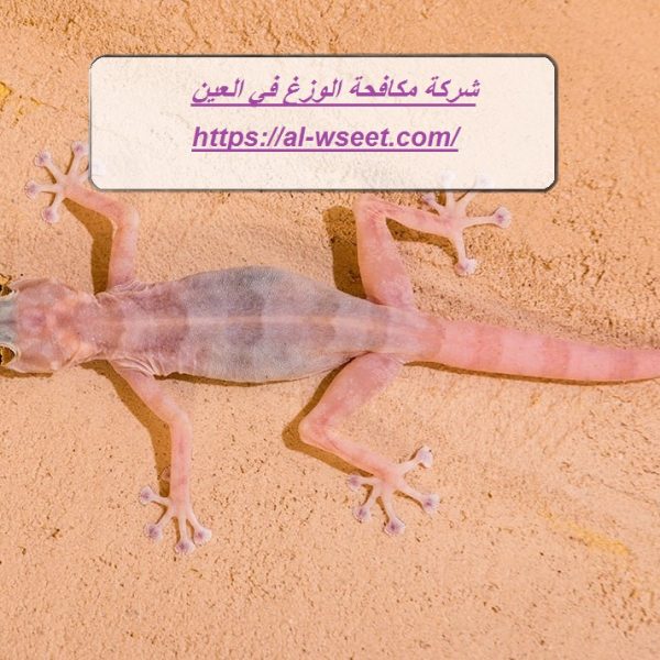 شركة مكافحة الوزغ في العين