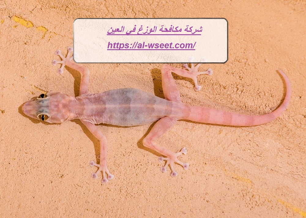 شركة مكافحة الوزغ في العين