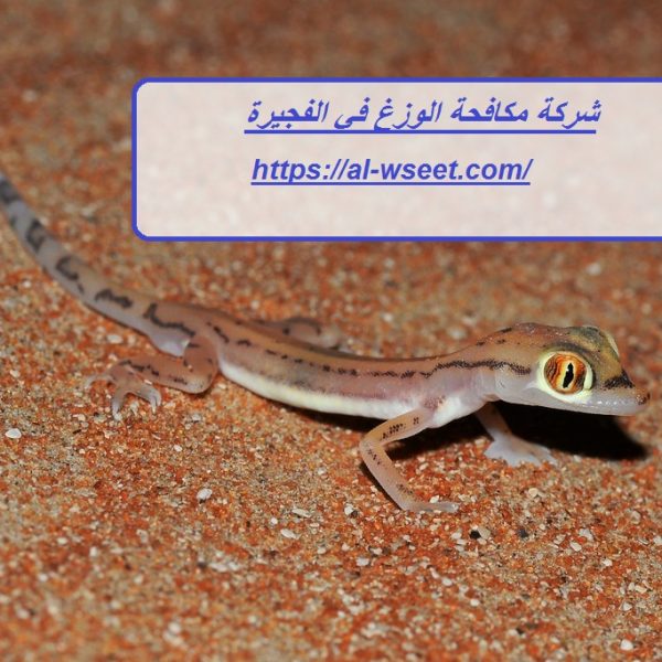 شركة مكافحة الوزغ في الفجيرة