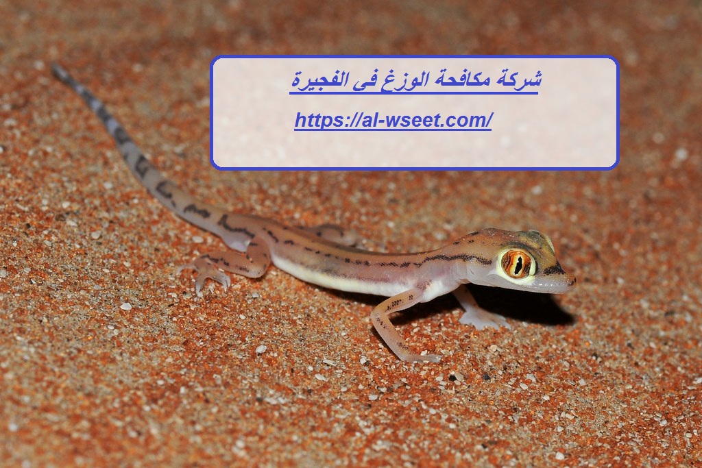 شركة مكافحة الوزغ في الفجيرة