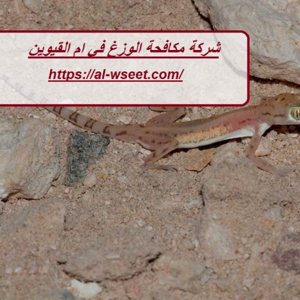 شركة مكافحة الوزغ في ام القيوين