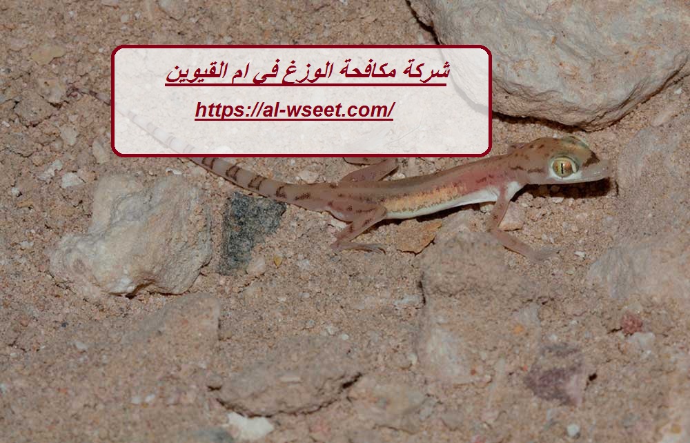 شركة مكافحة الوزغ في ام القيوين