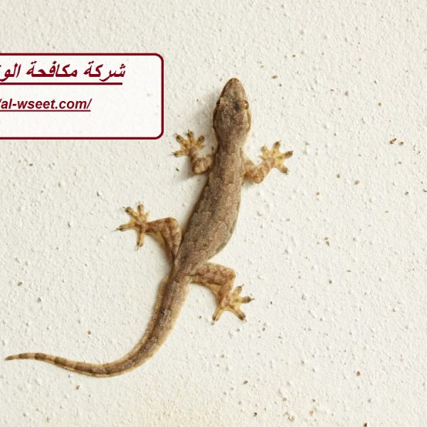 شركة مكافحة الوزغ في دبي
